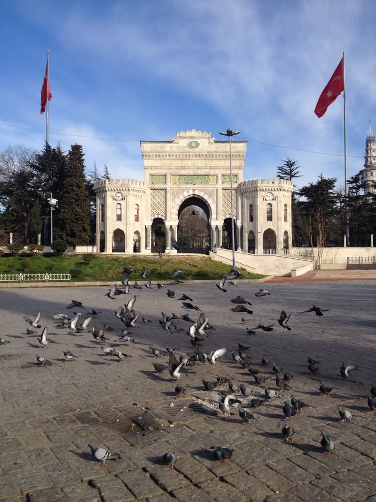 Pigeons At The Beyazit Square In Istanbul Picture