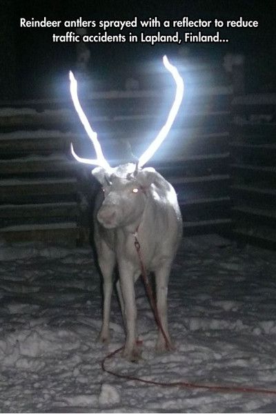 Reindeer Antlers Sprayed With A Reflector To Reduce Traffic Accidents In Lapland Finland Funny Meme Picture