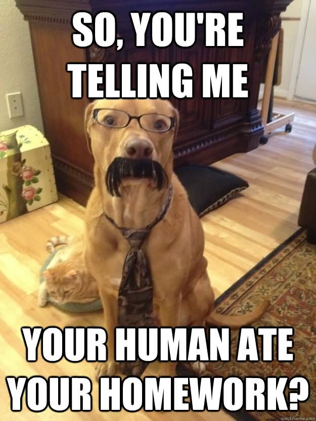So You Are Telling Me Your Human Ate Your Homework Funny Meme Picture