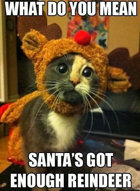 What Do You Mean Santa's Got Enough Reindeer Funny Meme Photo