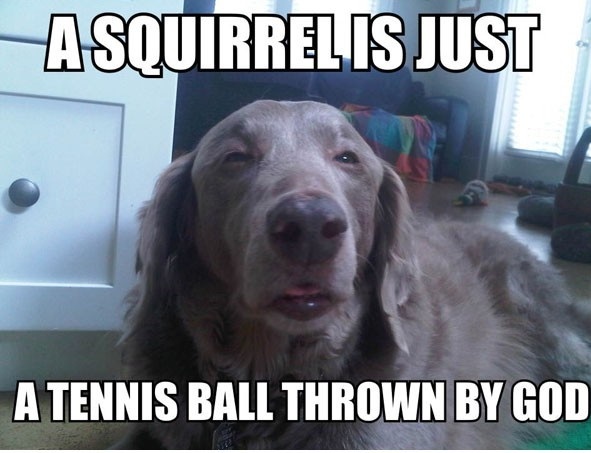 A Squirrel Is Just A Tennis Ball Thrown By God Funny Tennis Meme Image