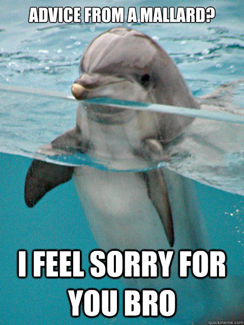 Advice From A Mallard I Feel Sorry For You Bro Funny Dolphin Meme Image