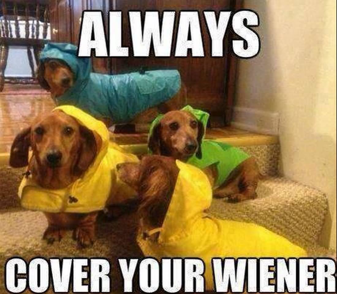 Always Cover Your Wiener Funny Dog Meme Image
