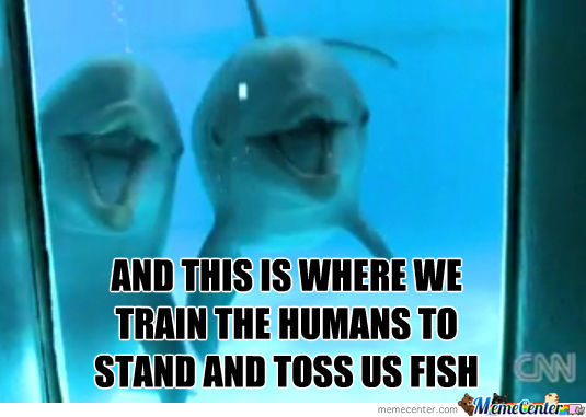 And This Is Where We Train The Humans To Stand Toss Us Fish Funny Dolphin Meme Image