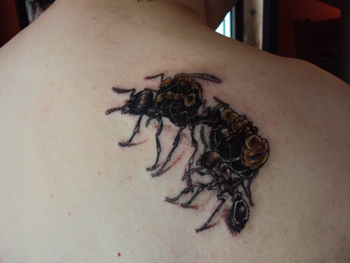 Ant Tattoos On Right Back Shoulder