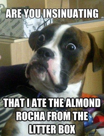 Are You Insinuating That I Ate The Almond Rocha From The Litter Box Funny Internet Meme Image