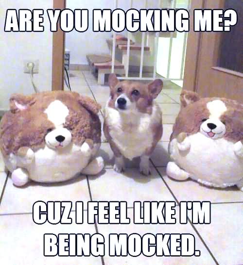 Are You Mocking Me Cuz I Feel Like I Am Being Mocked Funny Dog Meme Photo