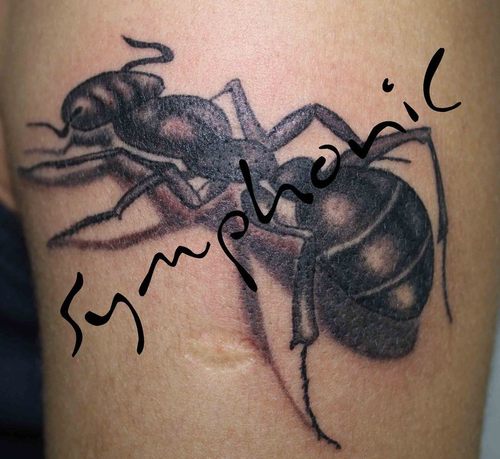 Awesome Black Ant Tattoo