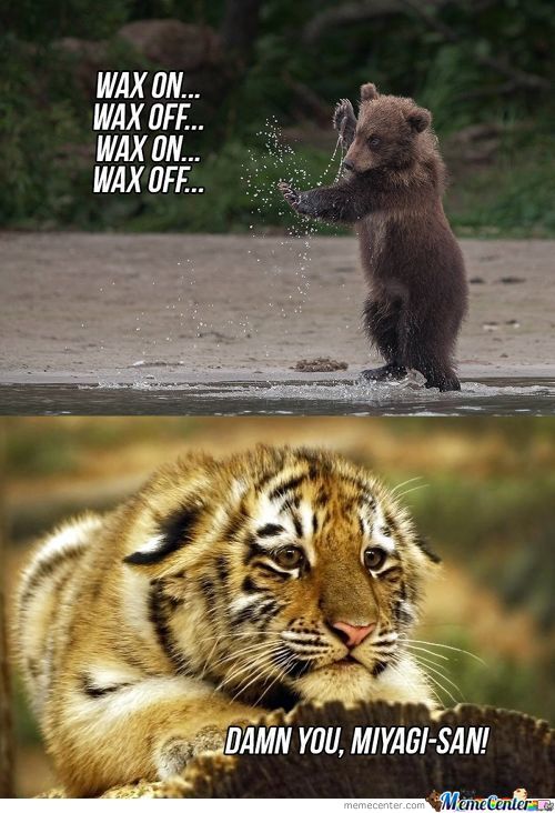 Bear In Karate Position Funny Meme Picture
