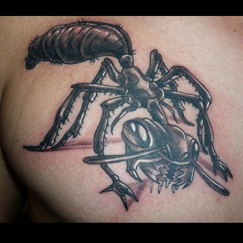 Black And Grey Ant Tattoo On Front Shoulder
