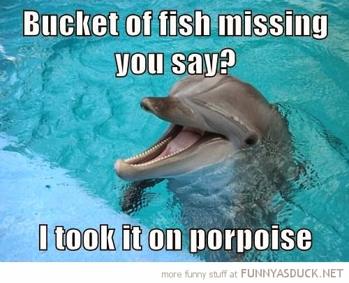 Bucket Of Fish Missing You Say I Took It On Porpoise Funny Dolphin Meme Image