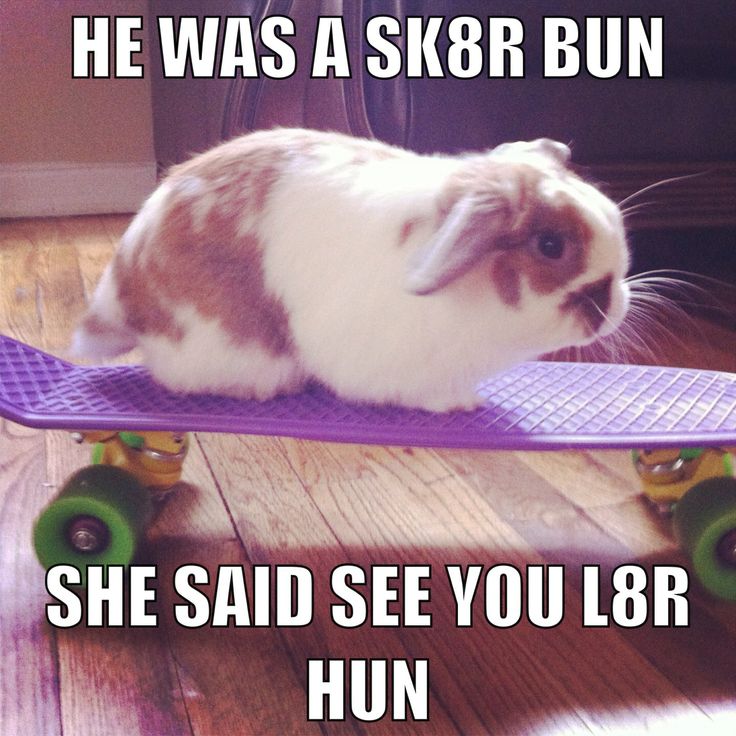 Bunny On Skateboard Very Funny Meme Picture