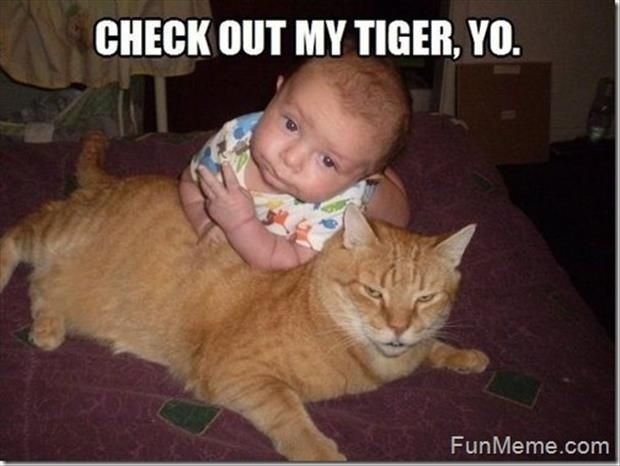Check Out My Tiger Yo Funny Nonsense Meme Picture