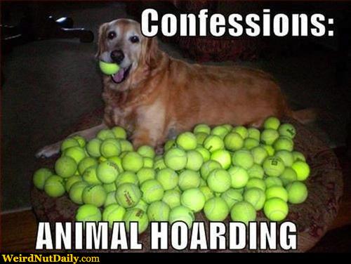 Confessions Animal Hoarding Funny Tennis Meme Image