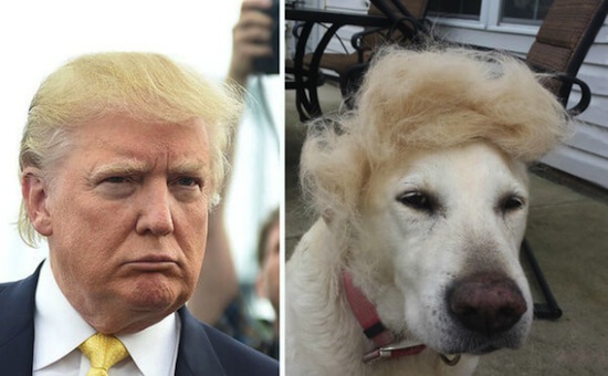 Dog Copy Donald Trump Hair Style Funny Image