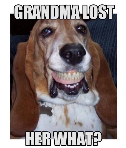 Dog With Fake Teeth Funny Meme Picture