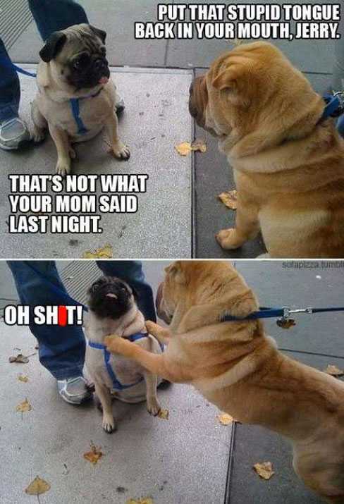 Dogs Fighting Funny Meme Picture For Facebook