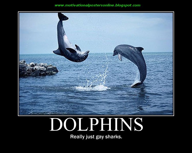 Dolphins Really Just Gay Sharks Funny Dolphin Meme Image