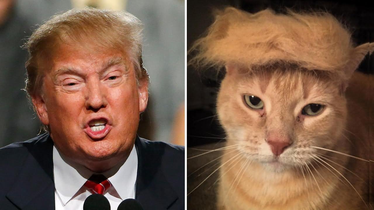 Donald Trump Copy Cat Hair Style Very Funny Image For Facebook