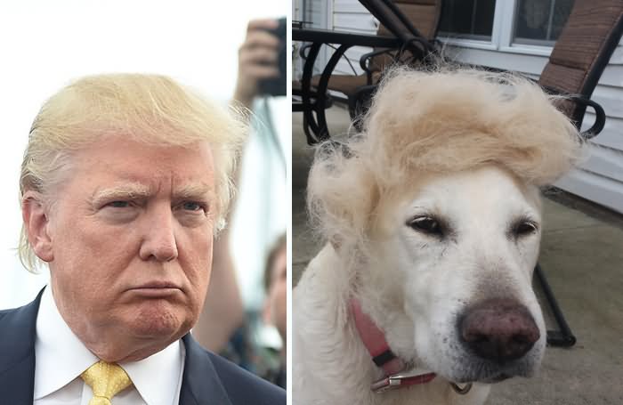 Donald Trump Face Look As A Dog Face Very Funny Image