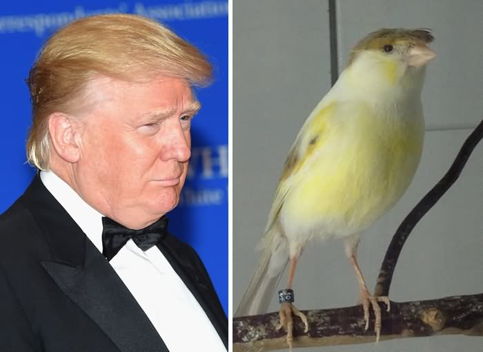 Donald Trump Hair Look As A Bird Hair Funny Picture