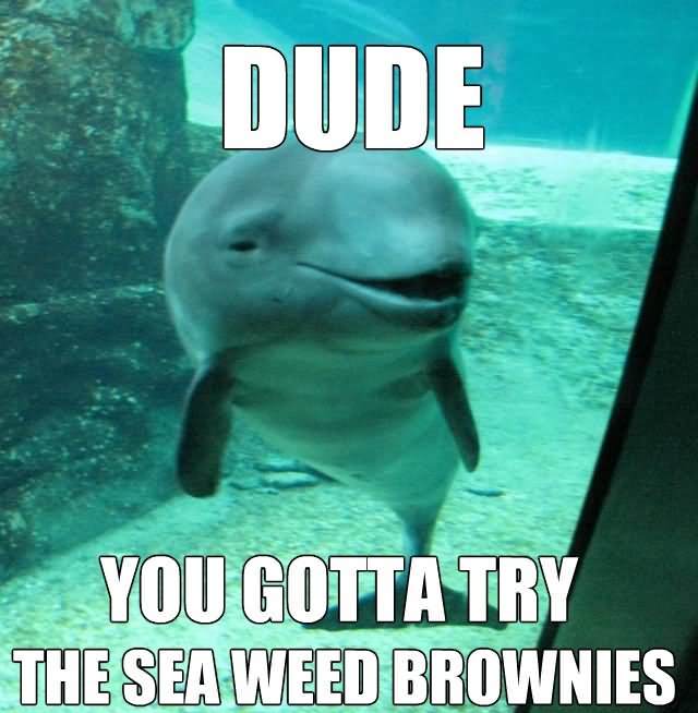 Dude You Gotta Try The Sea Weed Brownies Funny Dolphin Meme Image