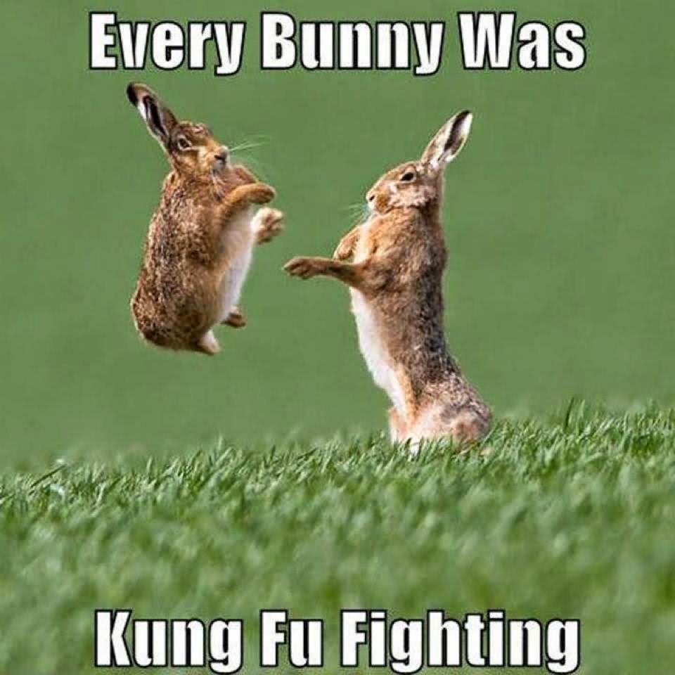 Every Bunny Was Kung Fu Fighting Funny Bunny Meme Photo