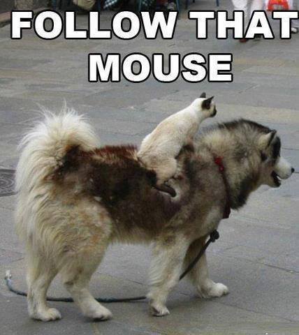 Follow That Mouse Funny Mouse Meme Image