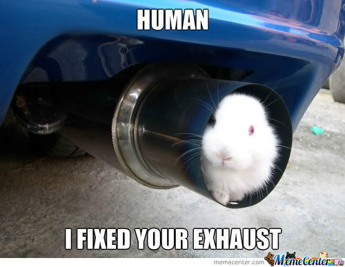Funny Bunny Meme Human I Fixed Your Exhaust Picture