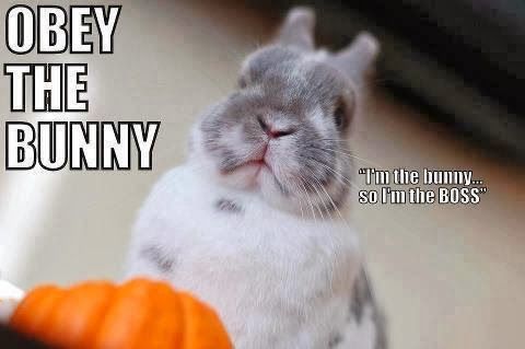 Funny Bunny Meme Obey The Bunny I Am The Bunny So I Am The Boss Picture