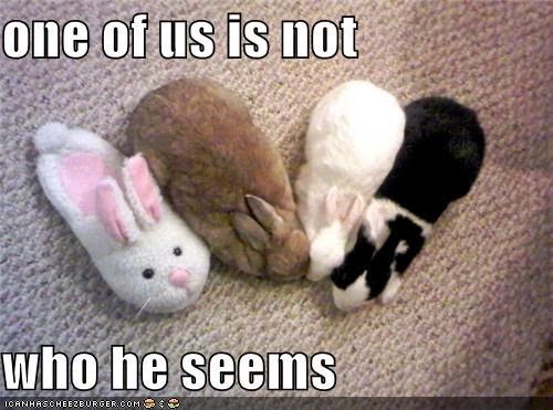 Funny Bunny Meme One Of Us Is Not Who He Seems Photo