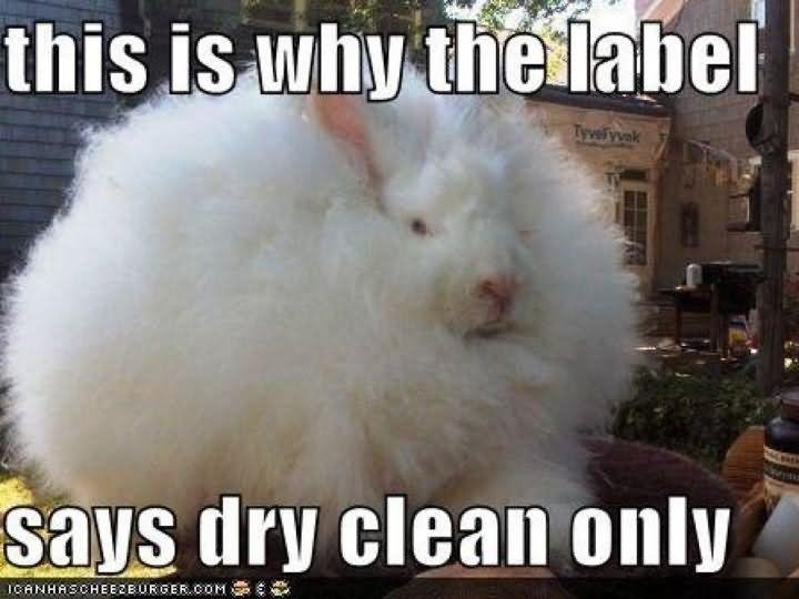 Funny Bunny Meme This Is Why The Label Says Dry Clean Only Image
