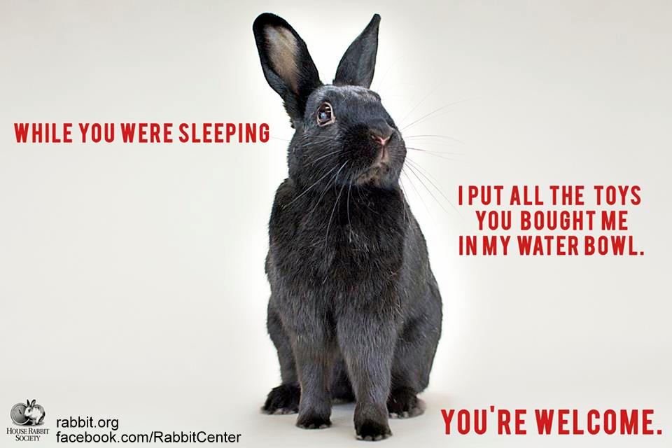 Funny Bunny Meme While You Were Sleeping Image