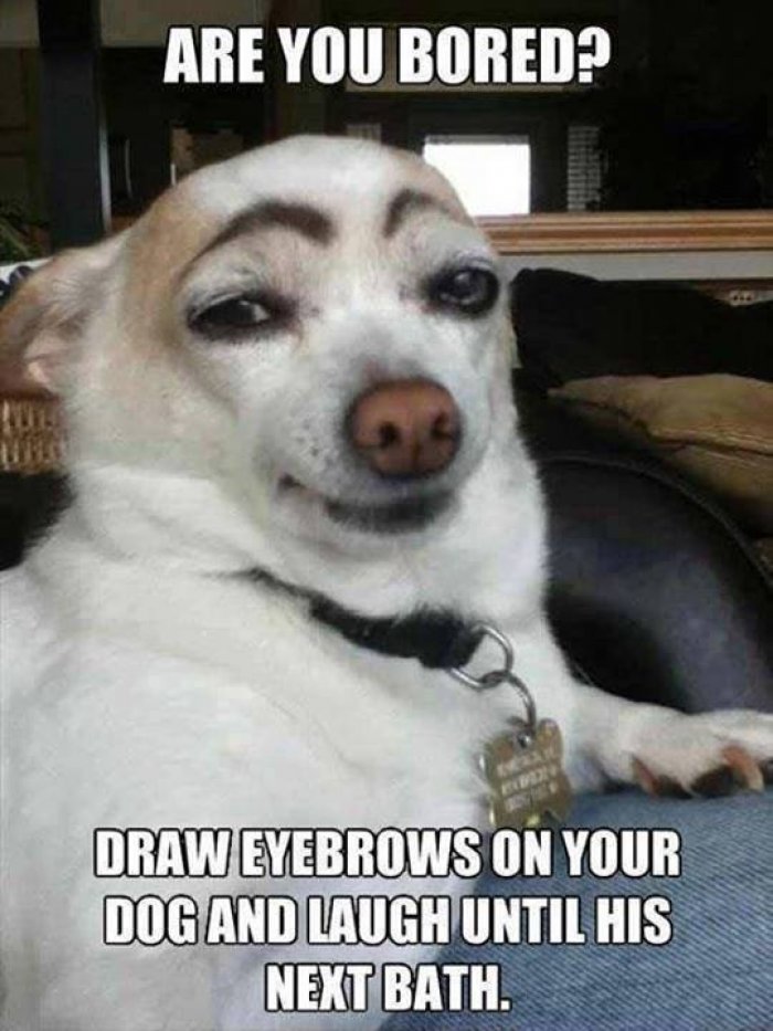 Funny Dog Meme Are You Bored Draw Eyebrows On Your Dog And Laugh Until His Next Bath Image