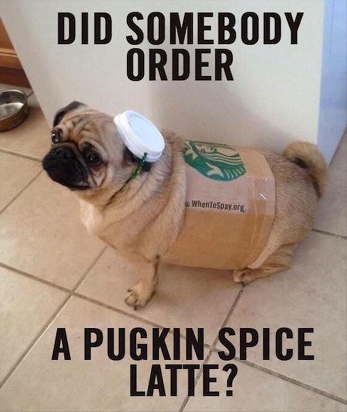 Funny Dog Meme Did Somebody Order A Pugkin Spice Latte Picture
