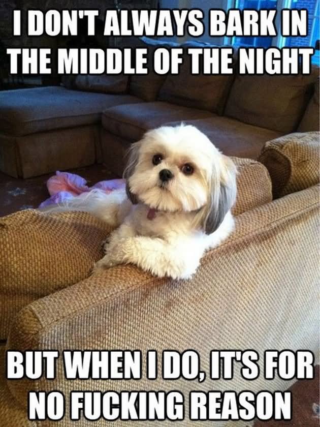 Funny Dog Meme  I Don't Always Bark In The Middle Of The Night But When I Do It's For No Fucking Reason Picture