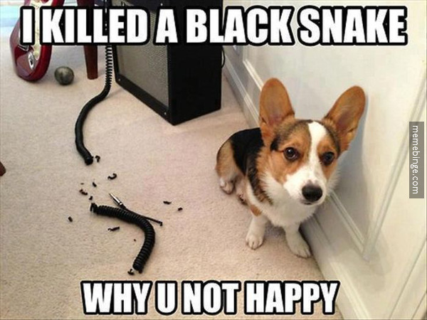 Funny Dog Meme I Killed A Black Snake Why U Not Happy Picture