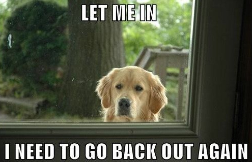 Funny Dog Meme Let Me In I Need To Go Back Out Again Photo