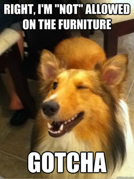 Funny Dog Meme Right I Am Not Allowed On The Furniture Gotcha Image