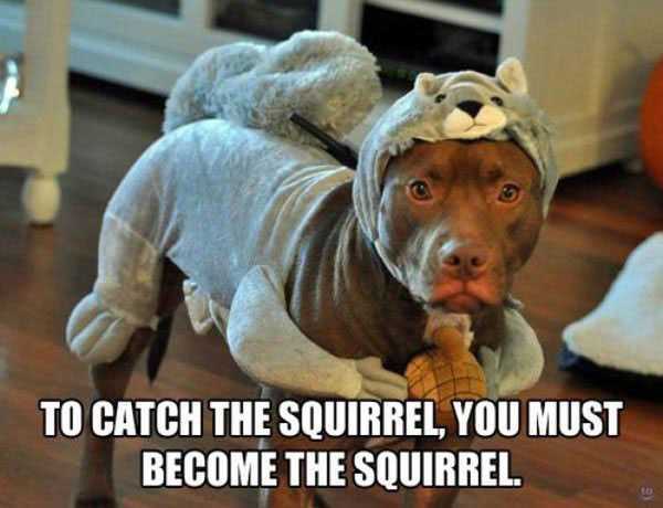 Funny Dog Meme To Catch The Squirrel You Must Become The Squirrel Picture