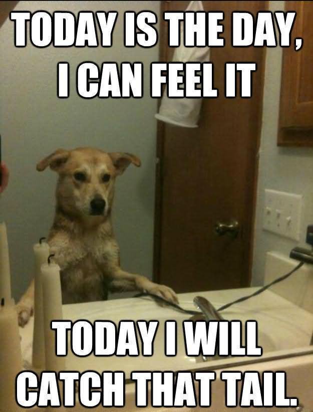 Funny Dog Meme Today Is The Day I Can Feel It Today I Will Catch That Tail Picture