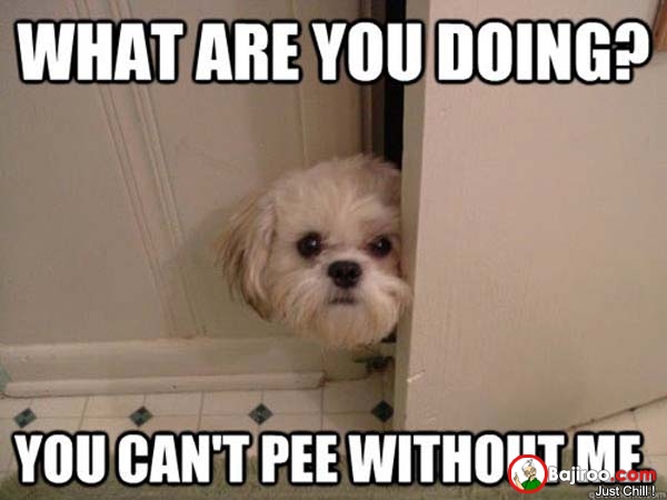 Funny Dog Meme What Are You Doing You can't Pee Without Me Picture