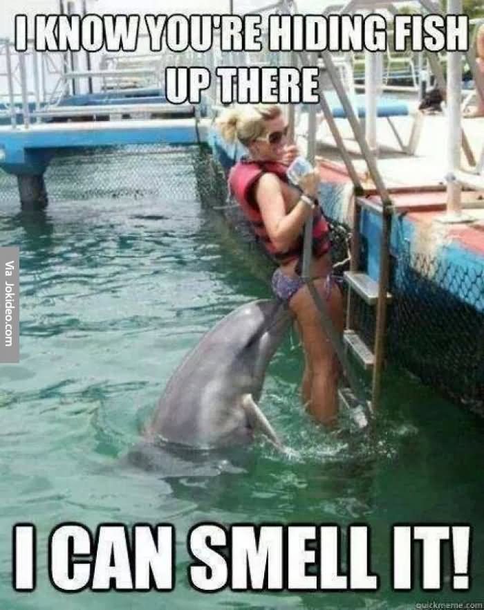 Funny Dolphin Meme I Know You Are Hiding Fish Up There I Can Smell It Picture For Facebook