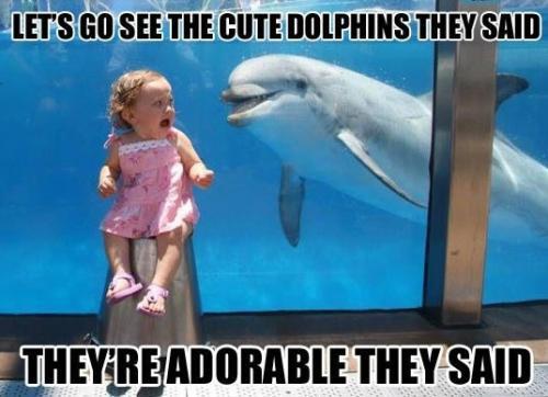 Funny Dolphin Meme Let's Go See The Cute Dolphins They Said They Are Adorable They Said Photo