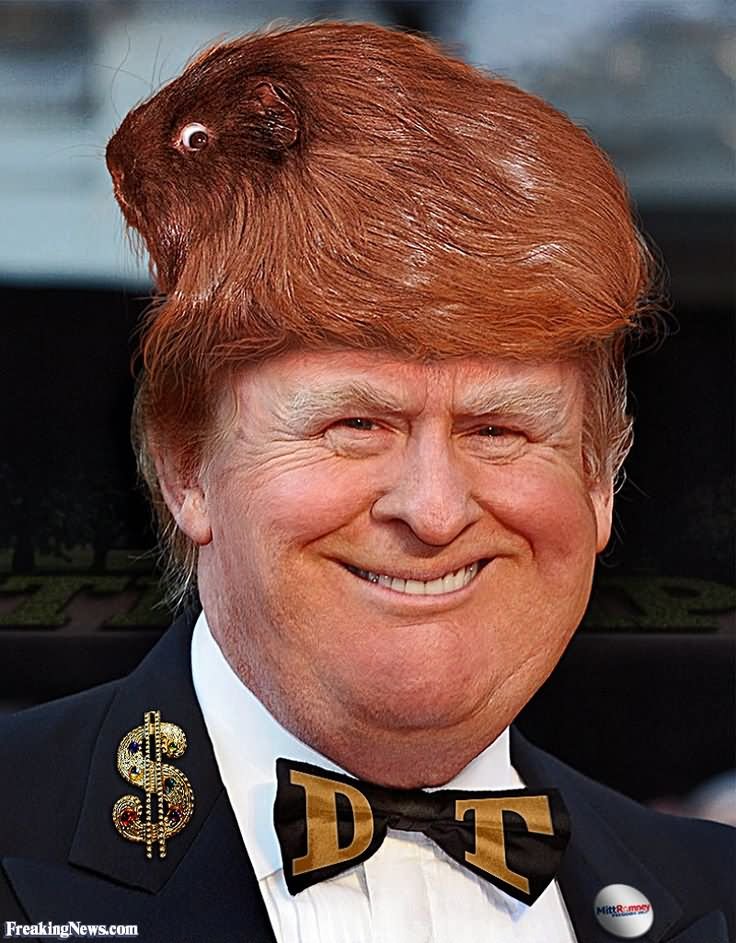 Funny Donald Trump With Guinea pig Hair Style Picture