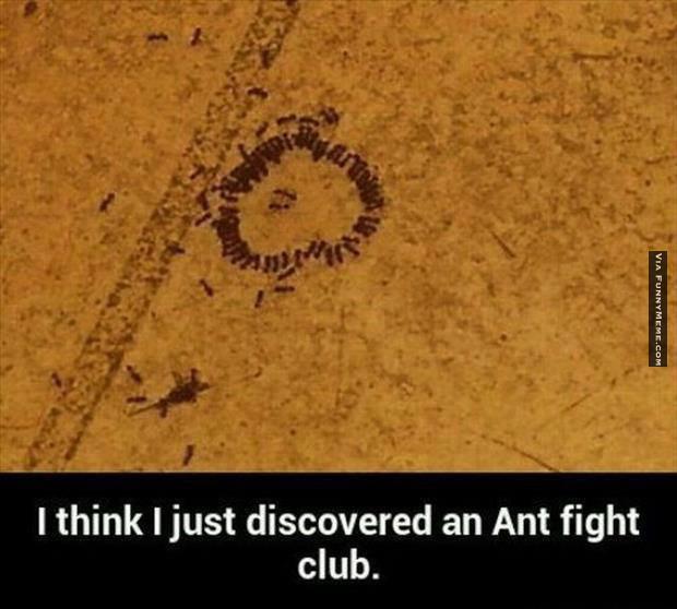 Funny Fight Meme I Think I Just Discovered An Ant Fight Club Picture