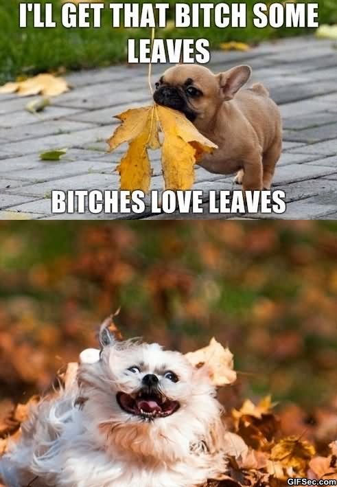 Funny Love Meme I Will Get That Bitch Some Leaves Bitches Love Leaves Image