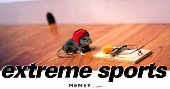 Funny Mouse Meme Extreme Sports Picture