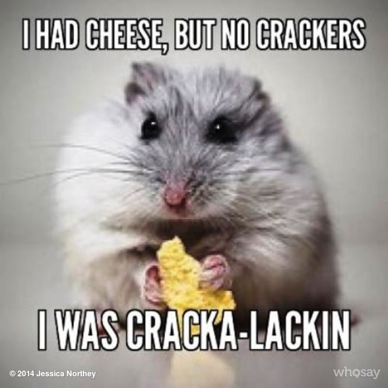 Funny Mouse Meme I Had Cheese But No Crackers I Was Cracka-Lackin Picture
