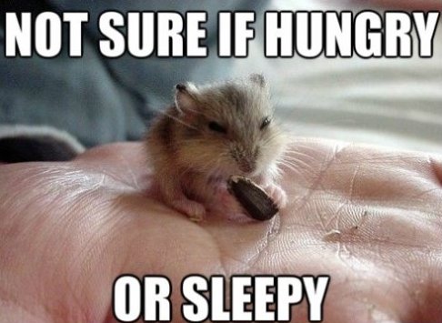 Funny Mouse Meme Not Sure If Hungry Or Sleepy Photo